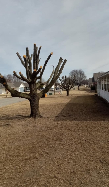 trimmed tree