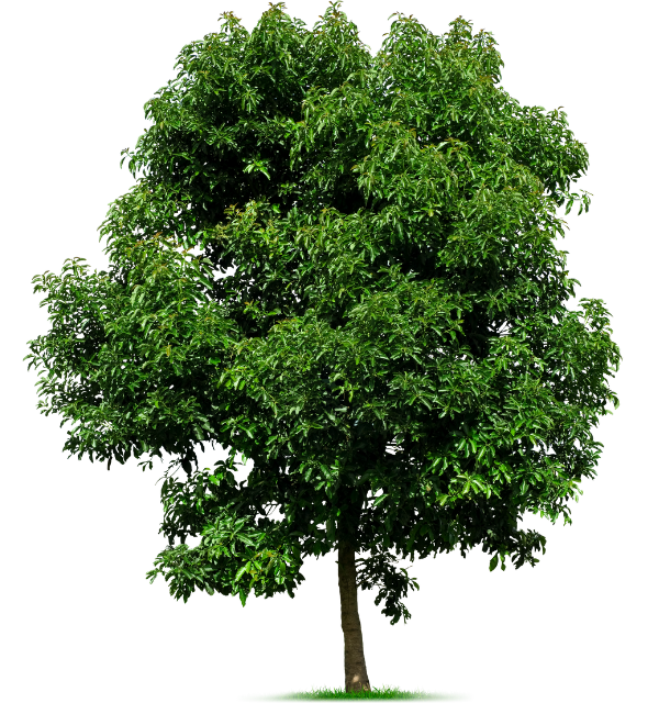 Home 2 tree